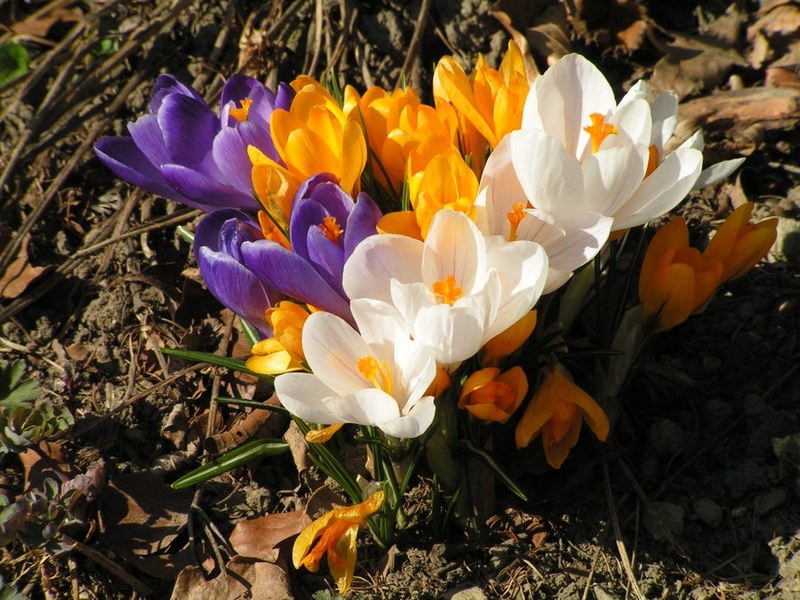 Frühlingspaket